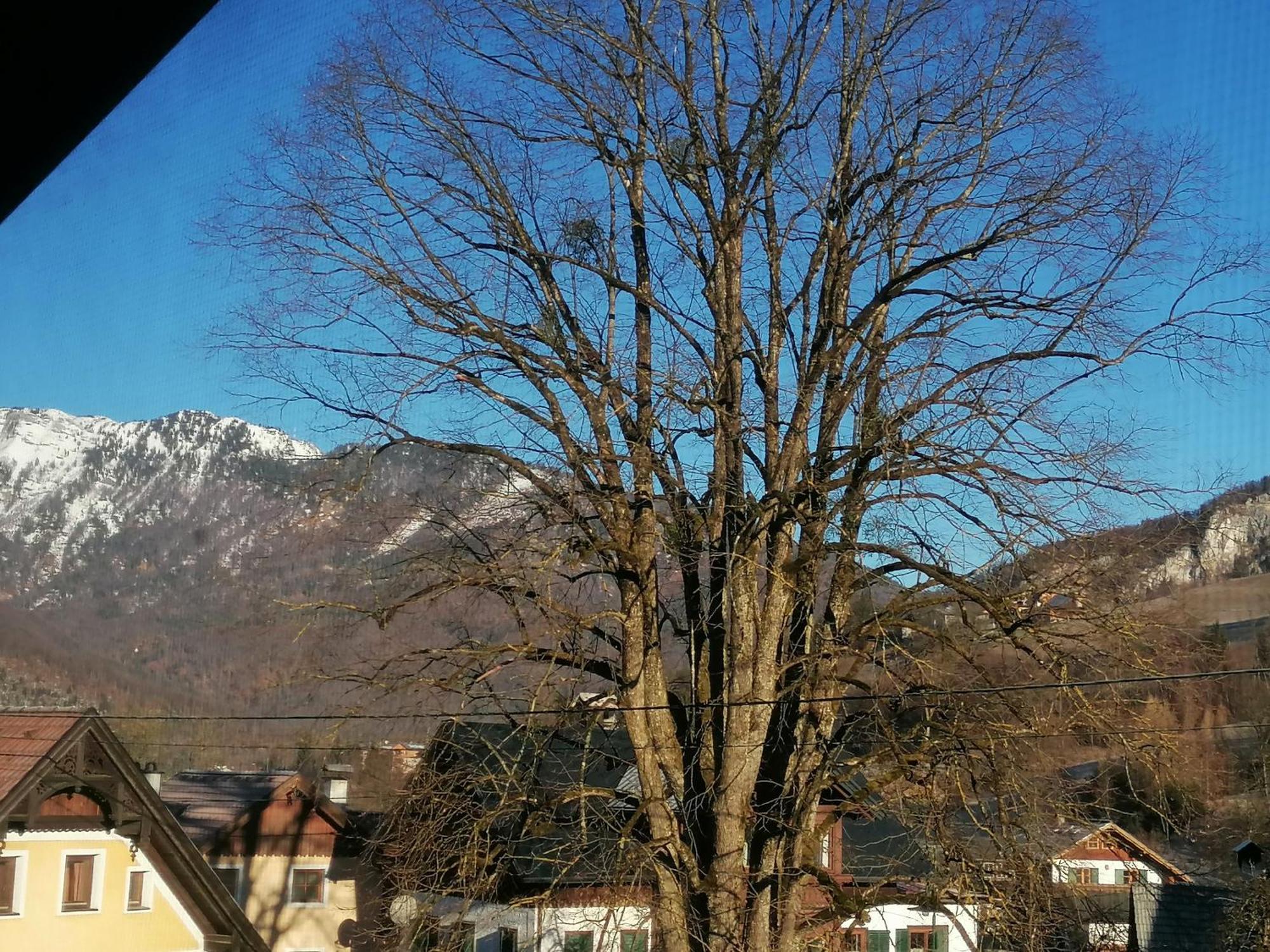 Alpenblumal Daire Bad Goisern Dış mekan fotoğraf
